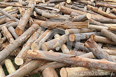 青岛进口巴西木材报关富阳资质齐全